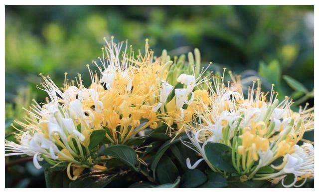 金银花，萱草.jpg