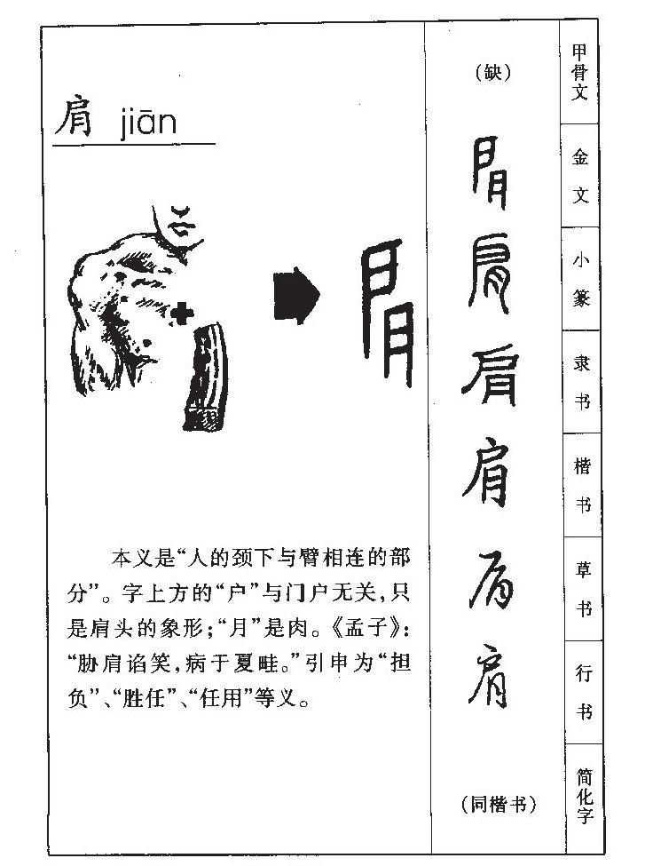 肩字字源